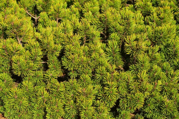 Mugo 松或矮 Mountainpine 的松树 — 图库照片