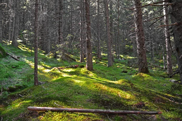 Hutan Konifer Retezat Taman Nasional Romania — Stok Foto