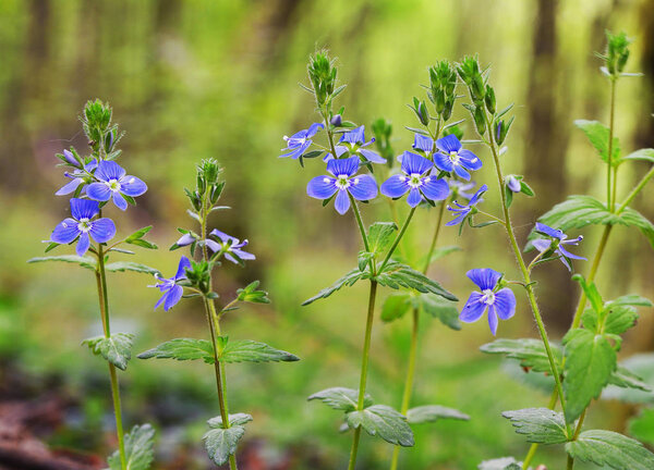 Speedwell flower, veronica officinalis known as heath speedwell and common gypsyweed