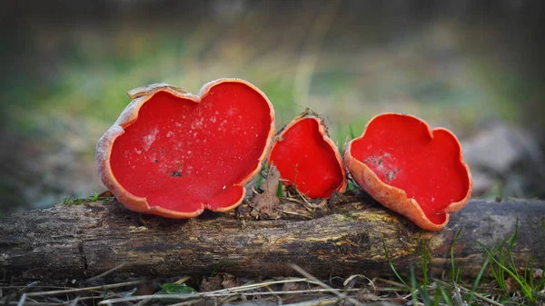 Scarlet Elf Cup Mushroom Sarcoscypha Coccinea — Stock Photo, Image