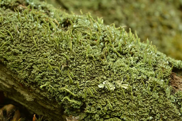 Cladonia Coniocraea Lichen Connu Sous Nom Poudreuse Commune — Photo