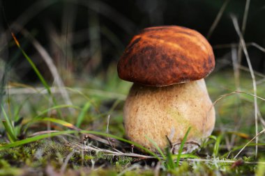 Ormanda Boletus Edulis mantarı