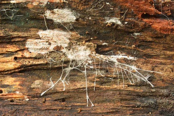 蘑菇菌丝体在木材上的特写 — 图库照片