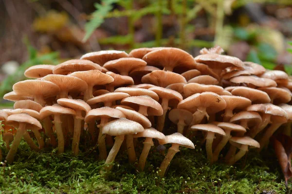 Armillaria Mellea Mushroom Cluster Forest Honey Farus Стоковое Изображение