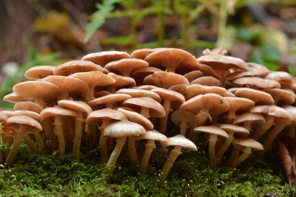 Armillaria Mellea 팡이에 클러스터 스톡 이미지