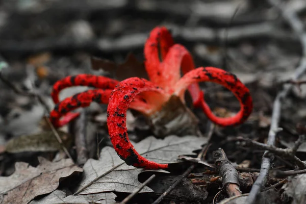 Clathrus Archeri Auch Als Oktopus Stinkhornpilz Oder Teufelsfinger Bekannt — Stockfoto