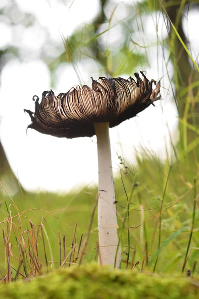 Czernidłak Pospolity Grzyb Lesie — Zdjęcie stockowe
