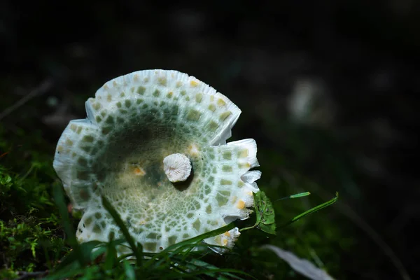 Russula Virescens Mantar Yeşil Brittlegill Russula Çatlama Yeşil Olarak Bilinen — Stok fotoğraf