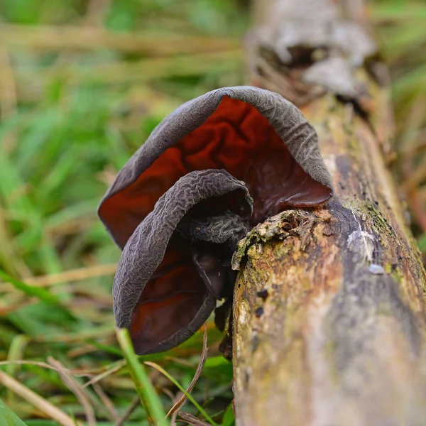 Auricularia Auricula Judae Hongo Conocido Como Oreja Del Judio Oreja — Foto de Stock