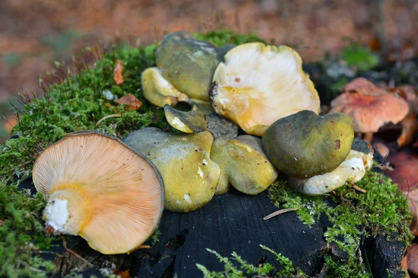 Setas panellus serotinus — Foto de Stock