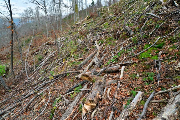 Ormansızlaşma Alanı Bir Çok Son Zamanlarda Romanya Ormanları Kestikten — Stok fotoğraf