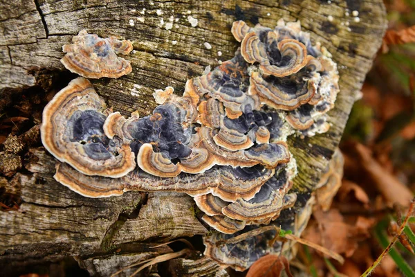 Hongo Cola Pavo Trametes Versicolor Imagen De Stock