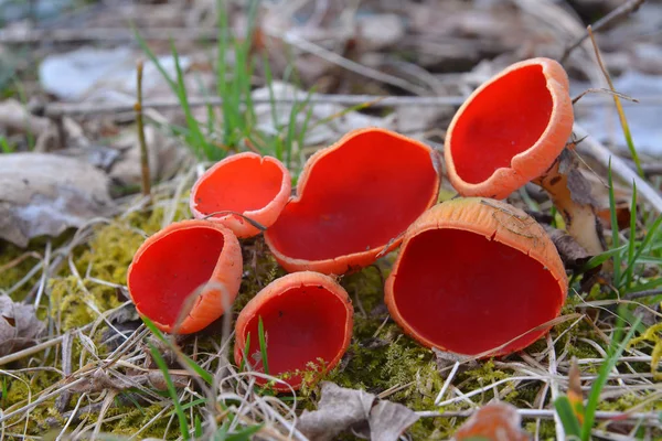 Den Scharlakansröda Elf Cup Svamp Sarcoscypha Coccinea Royaltyfria Stockbilder