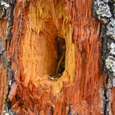 Ağaç gövdesinde ağaçkakan deliği, içinde solucan var.