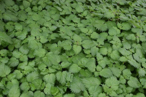 Stinging Nettle Plant Leaves Green Background Selective Focus — Stock Photo, Image