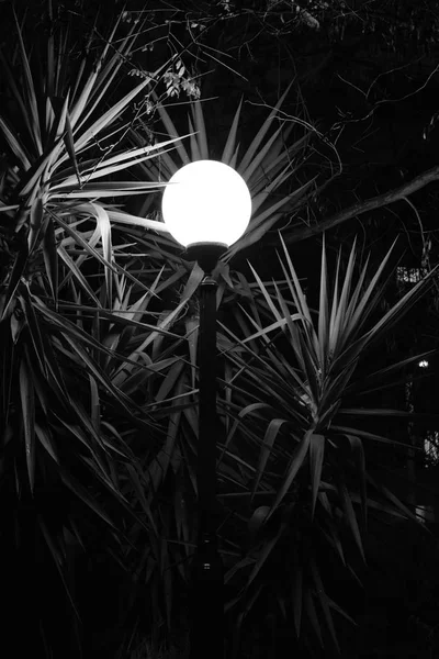 Yucca Planta Folhas Iluminadas Pela Luz Rua Noite Preto Branco — Fotografia de Stock