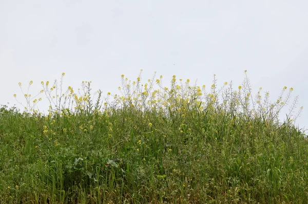 Springtime Vegetation Och Vilda Blommor Natur Landskap — Stockfoto