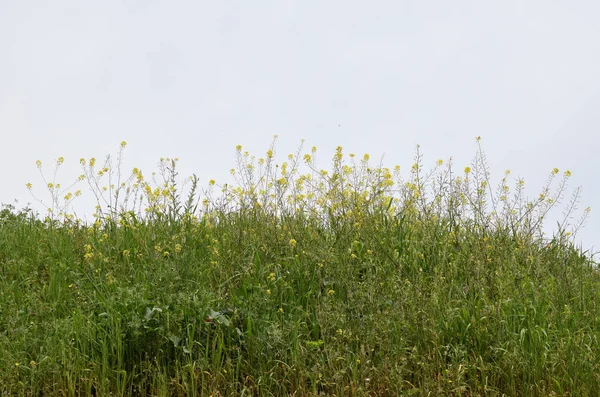 Roślinność Sezon Wiosenny Dzikie Kwiaty Natura Krajobraz — Zdjęcie stockowe