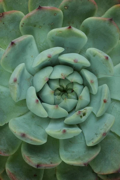 Suculenta Planta Padrão Fundo Formas Natureza — Fotografia de Stock