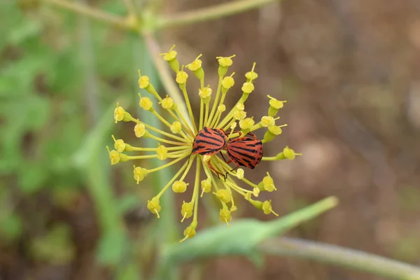 在茴香植物花上交配的红黑条纹的吟游诗人臭虫 Graphosoma Semipunctatum — 图库照片