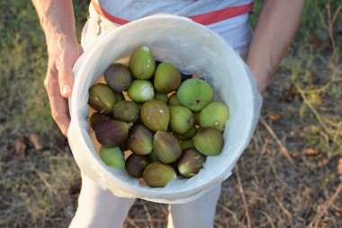 Olgun incir kova holding eller. Taze meyve aldı.