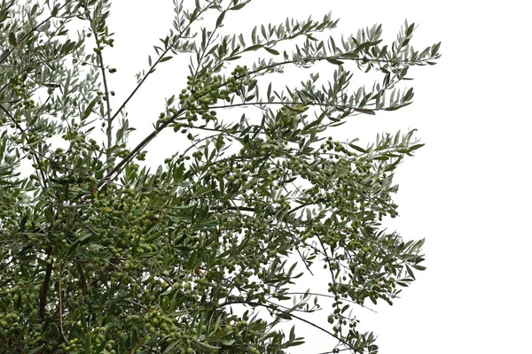 Olive Tree Branches Ripe Olives White Background — Stock Photo, Image