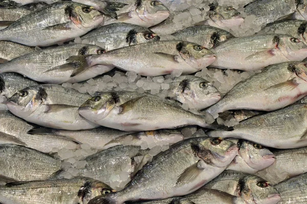 Fresh Seabream Ice Background Fish Sale Market — Stock Photo, Image