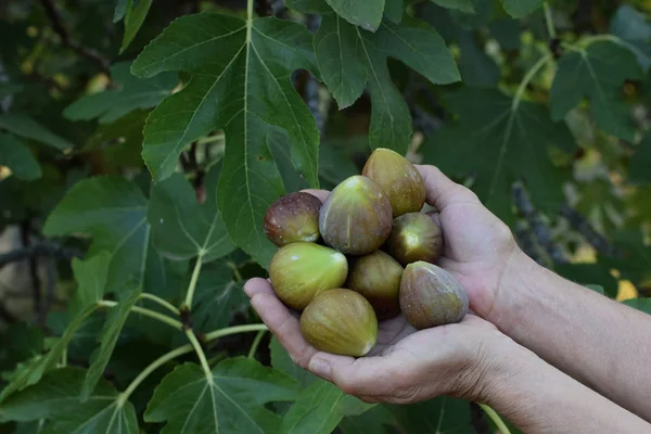 Fig Folhas Árvores Mãos Segurando Frutas Maduras Recém Cortadas — Fotografia de Stock