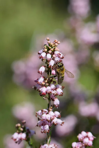 从百里香植物花中采集花蜜的蜜蜂 — 图库照片