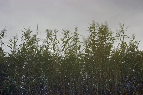 Reflectie Van Moeras Riet Kleine Vissen Onder Wateroppervlak Vervormde Planten — Stockfoto