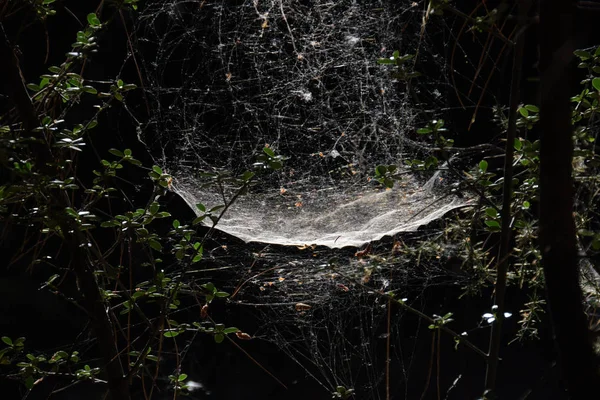 Araignée Toile Sur Les Branches Des Arbres Dans Forêt Sombre — Photo