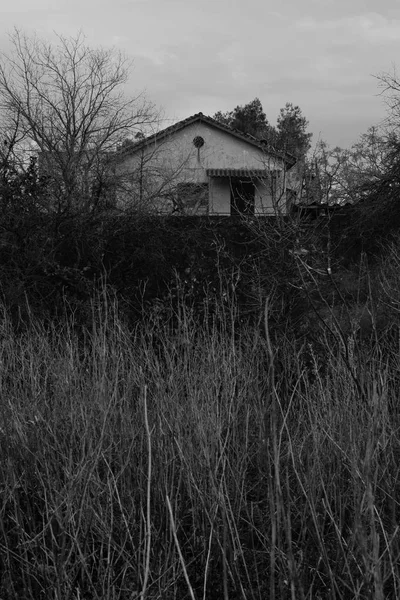 Casa Embrujada Abandonada Bosque Oscurecida Por Plantas Secas Blanco Negro — Foto de Stock