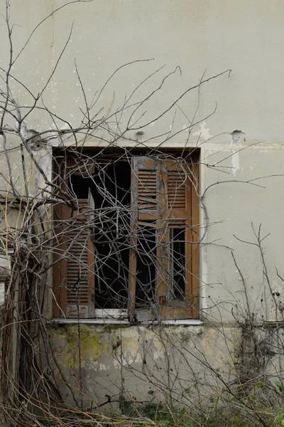 Ramas Vid Sobrecrecidas Enredadas Través Persianas Rotas Exterior Casa Abandonada — Foto de Stock