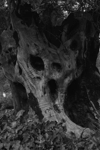 Arbre Creux Criant Nature Vieux Tronc Ressemble Effrayante Monstre Visage — Photo