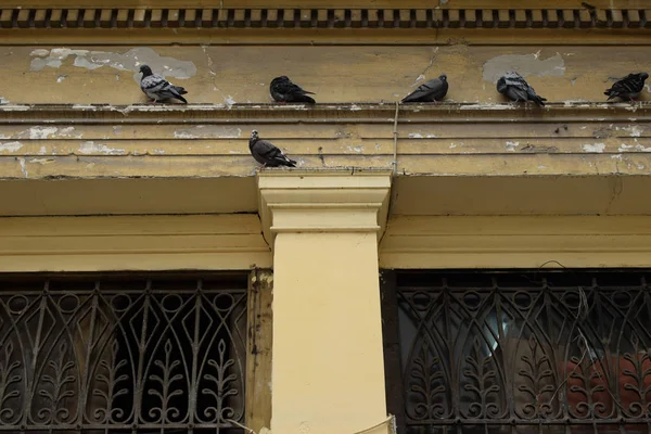 Pigeons on ledge of weathered neoclassical building and ornamental iron pattern windows.