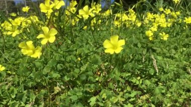 Sarı çiçekler alanında uçan beyaz kelebek ve arılar. Springtime doğa.