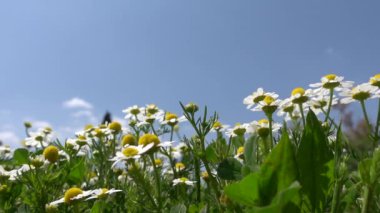 Papatyalar esinti düşük açı görünümünde sallanan. Bahar doğa mavi gökyüzü ve çiçekler.