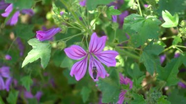 Mor çiçek uçan polen kaplı arı yavaş hareket. Bahar doğa. 