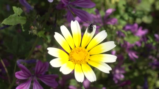 野生のヒナギクの花びらにカブトムシの昆虫 春の自然の詳細 — ストック動画