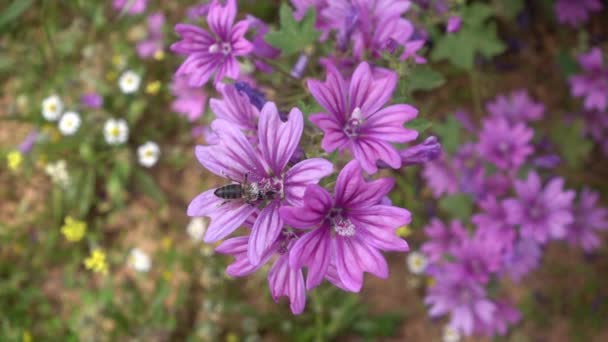 Bee Täckt Pollen Flyger Bort Från Lila Mallow Blomma Slow — Stockvideo