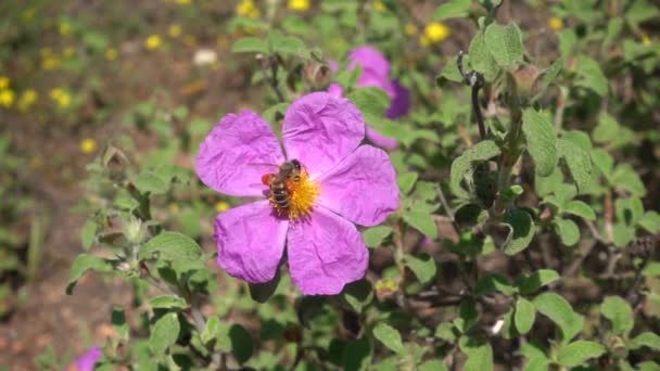 蜜を収穫し ラバナムロックローズの花から飛んで花粉バスケットと蜂のスローモーション シスタス クレチスは 典型的なしわの花びらを持つ聖書のミラー — ストック動画