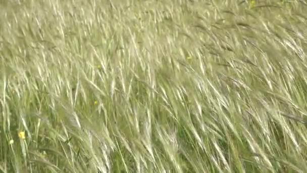 Gras Und Blumen Wiegen Sich Wind Zeitlupe — Stockvideo