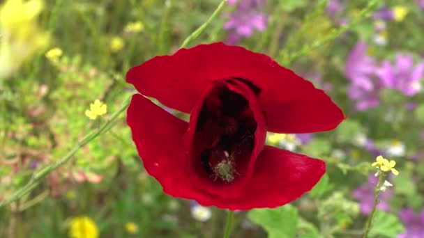 Insecte Scarabée Sur Fleur Pavot Rouge Faune Flore Printanières — Video