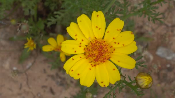 Rote Milben Insektenkolonie Auf Gelben Gänseblümchen Wildblume Frühling Natur Makro — Stockvideo