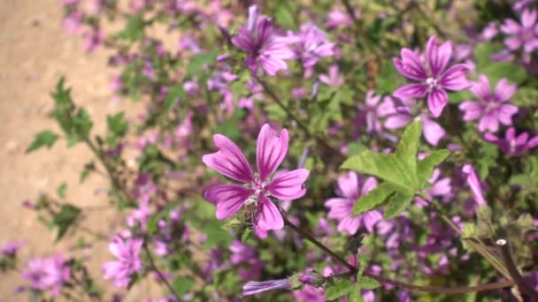Abeja Recogiendo Polen Flor Púrpura Volando Lejos Movimiento Lento — Vídeo de stock