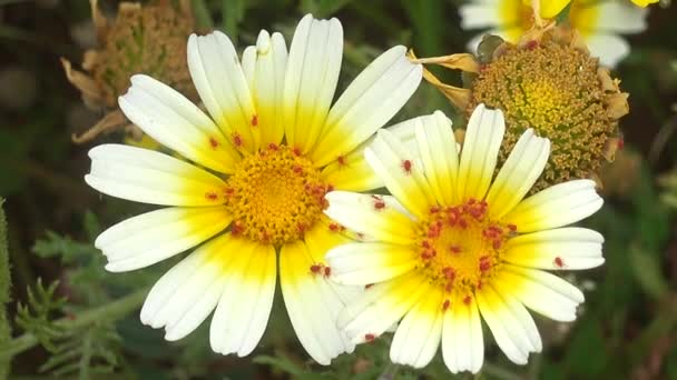 Ácaros Veludo Vermelho Flor Margarida Pequenos Insetos Close — Vídeo de Stock