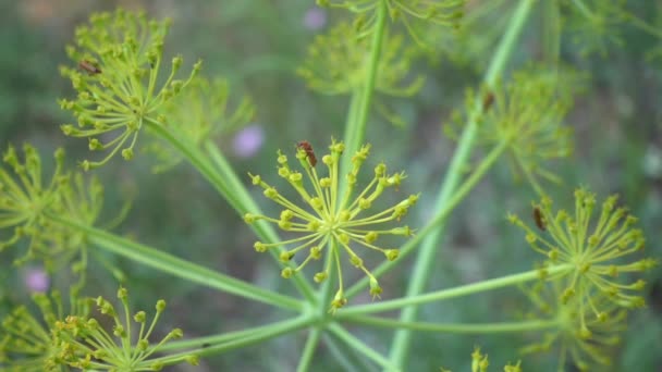 Escarabajo Abeja Flor Planta Hinojo Macro Cámara Lenta — Vídeo de stock