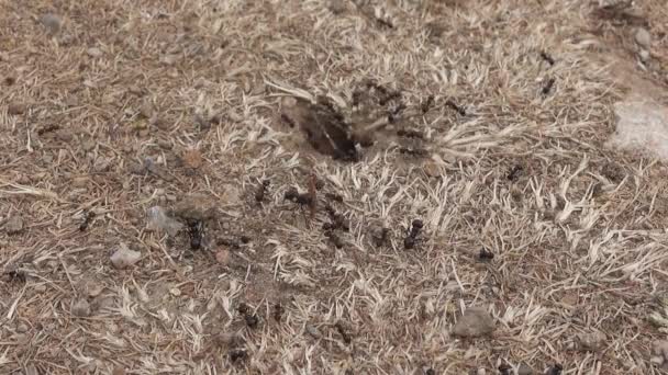 Myror Som Arbetar Underjordiska Boet Koloni Insekter — Stockvideo