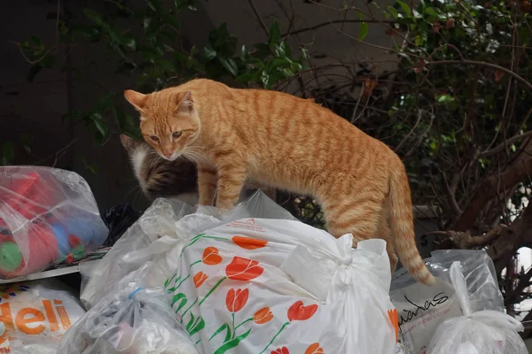 Gatos callejeros bote de basura — Foto de Stock