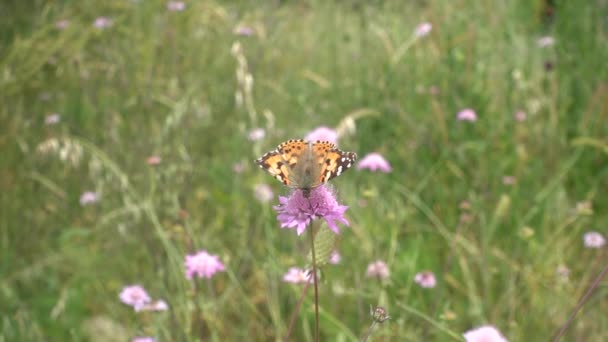 Butterfly Usrkával Nektar Růžové Květiny Odlétal Pryč Zpomaleně — Stock video